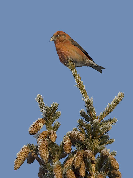Pikkukäpylintu, Red Crossbill, Loxia curvirostra